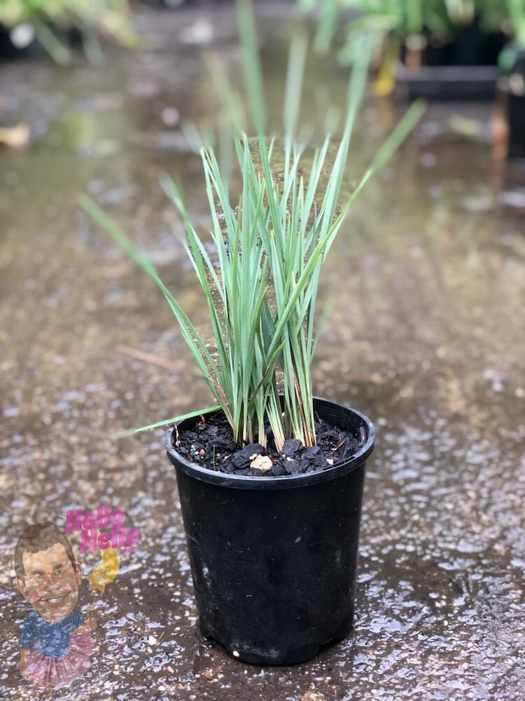 Dianella revoluta Coolvista® 6" Pot @ Hello Hello Plants