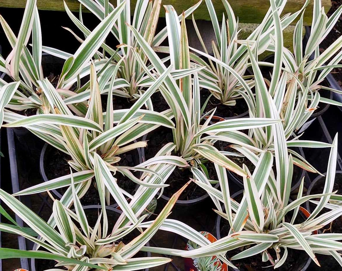 The Dianella 'Silver Streak™' Flax Lily in a 6" pot offers an array of potted plants featuring long, slender leaves with striking green and white stripes.