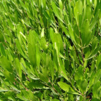 Lush green leaves of a dense Dodonaea 'Green Hop Bush' 6" Pot shrub, highlighted by bright sunlight, with a focus on leaf textures.