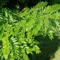 A Gleditsia 'Elegantissima' 16" Pot tree with green leaves in a grassy area.