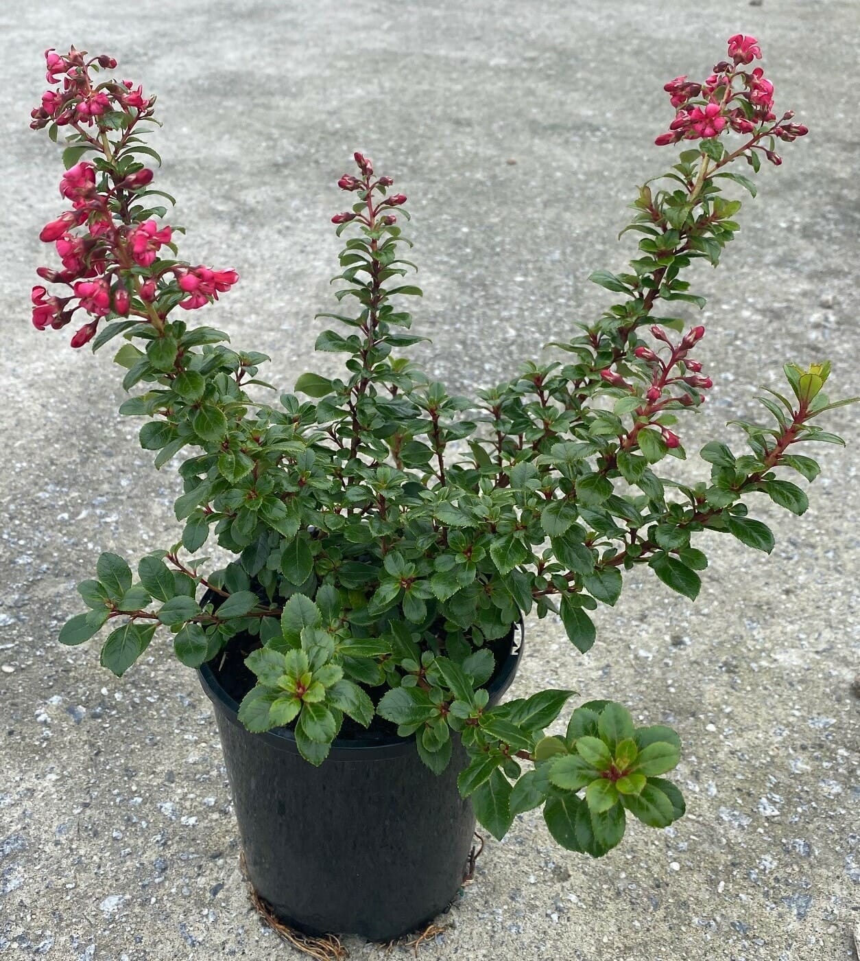 Escallonia 'Pink Pixie' 6" Pot - Image 3