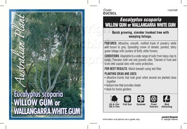 Plant label for Eucalyptus 'Wallangarra White Gum' with clear black and white text detailing growing instructions, care conditions, and key plant features.