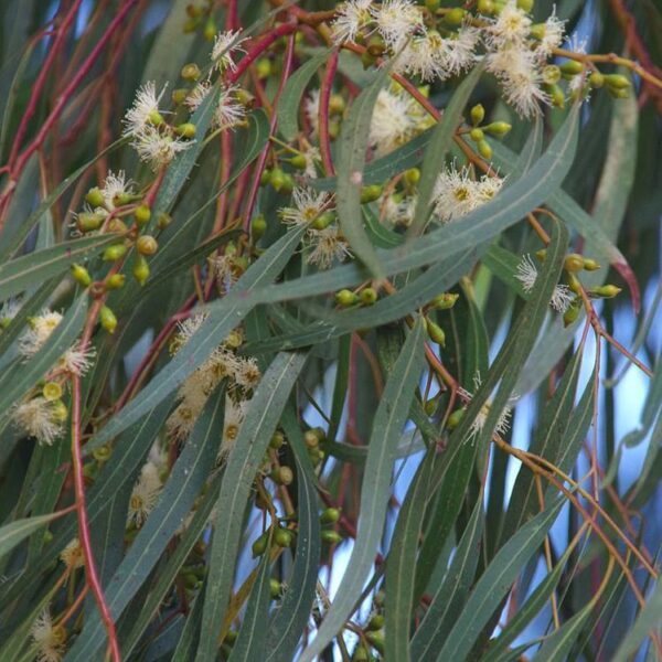 Close-up of a Eucalyptus 'Wallangarra White Gum' branch, showcasing elongated leaves and clusters of small white flowers.