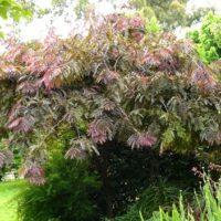 Gleditsia 'Ruby Lace', a medium-sized tree with arching branches and fern-like purple-tinged leaves, is showcased in a garden surrounded by lush greenery.