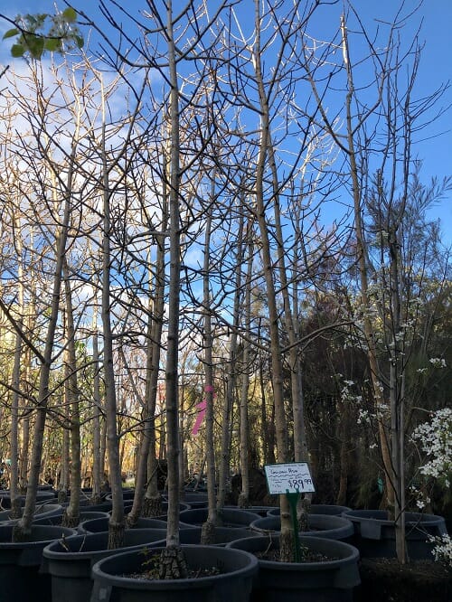 Fraxinus 'Golden Ash' Tree 20" Pot - Image 6