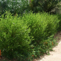 Dodonaea 'Mr Green Sheen'