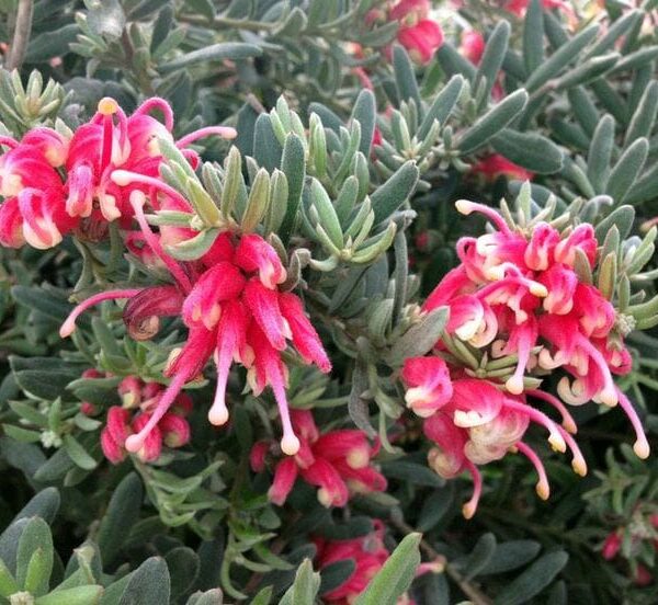 Grevillea 'Jelly Baby'