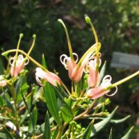 Pink flowers on a Grevillea 'Forest Rambler' 6" Pot plant with green leaves.