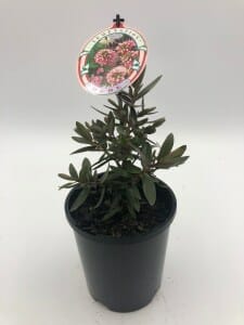 A small Hebe 'Temptation' 6" Pot with dark green leaves and a plant tag featuring an image of flowers.