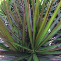 Close-up of long, narrow green leaves with reddish edges radiating from a central point, resembling a spiky plant; Dracaena 'Black Knight' 8" Pot.