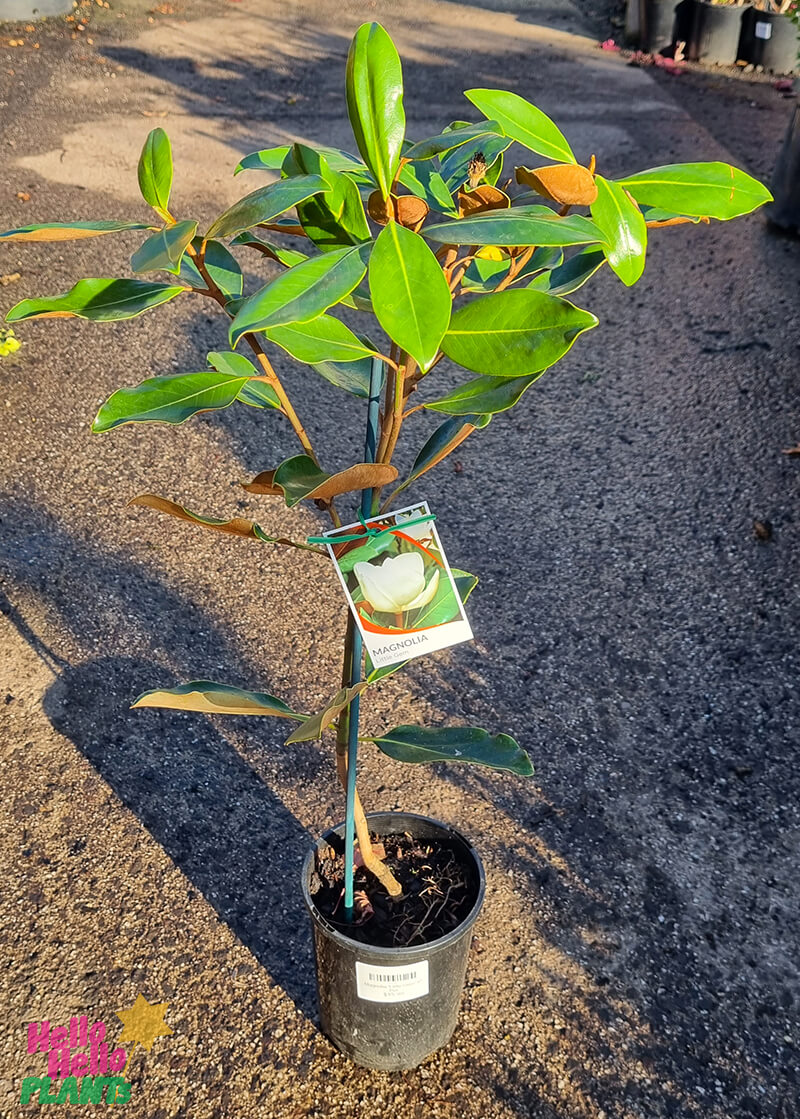 Magnolia 'Little Gem' 6" Pot - Image 2