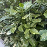 Aucuba 'Gold Dust' Variegated displays green leaves dotted with yellow, looking vibrant in a planter placed in front of a brown vertical slatted fence.
