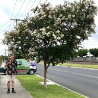 A man stands on a sidewalk beside a Lagerstroemia 'Natchez' Crepe Myrtle with white blossoms near a road, with a green van and power lines in the background.