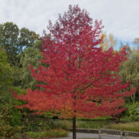 A Liquidambar 'Sweetgum' tree with bright red autumn leaves stands by a wooden bench in a park, surrounded by green grass and other trees.
