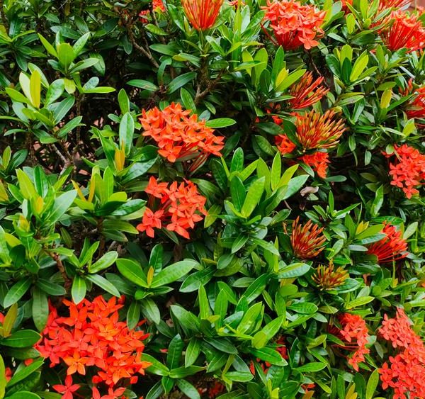 Lush green Ixora 'Prince of Orange' shrub with vibrant orange flowers in bloom, potted in a Ixora 'Prince of Orange' 6" Pot.