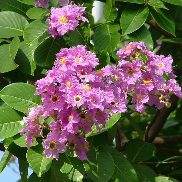Crepe myrtle lagerstroemia speciosa pride of india