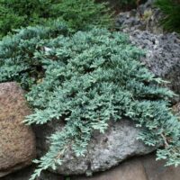 Juniperus 'Icee Blue®' Conifer 6" Pot in a rock garden.