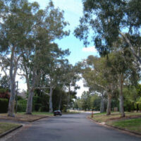 Eucalyptus 'Little Spotty' Gum 6" Pot