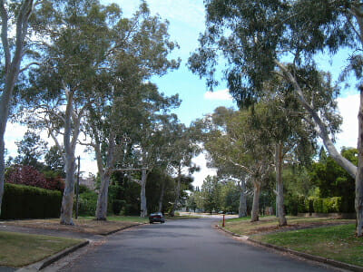 Eucalyptus 'Little Spotty' Gum - Image 2
