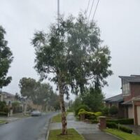 Eucalyptus 'Little Spotty' Gum