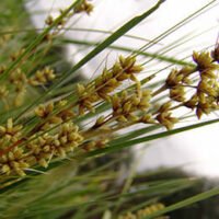 Close-up of brown grass seeds clustered on spiky green stems of Lomandra 'Shara™', with a blurred background, showcasing the plant's unique texture.