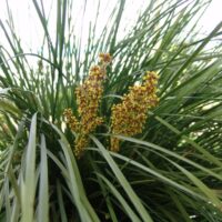 Close-up of a cluster of grass-like leaves with tall, thin, yellow-green flowers emerging from the center in a 6" pot, showcasing the natural beauty of Lomandra 'Nyalla®' 6" Pot.