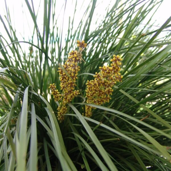 Close-up of a cluster of grass-like leaves with tall, thin, yellow-green flowers emerging from the center in a 6" pot, showcasing the natural beauty of Lomandra 'Nyalla®' 6" Pot.