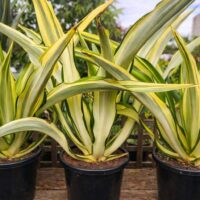 Three Furcraea foetida 'Mauritius Hemp' plants with green and yellow striped leaves sit outdoors on a wooden surface, each in a 7" pot.