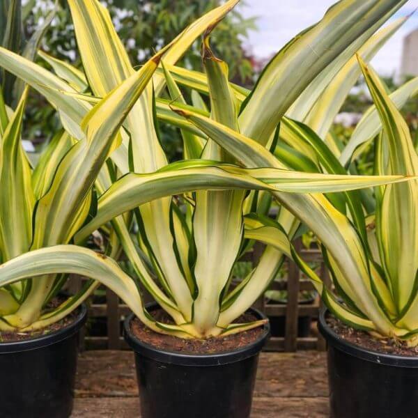 Three Furcraea foetida 'Mauritius Hemp' plants with green and yellow striped leaves sit outdoors on a wooden surface, each in a 7" pot.