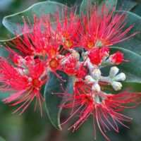 A close-up of the vibrant red flowers with long stamens on a leafy branch, resembling Metrosideros 'NZ Christmas Bush', showcases unopened buds and dark green leaves.