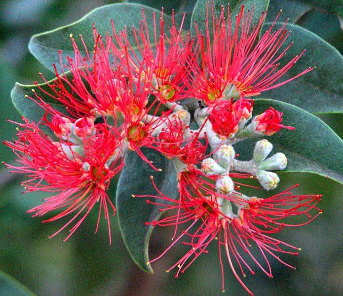 A close-up of the vibrant red flowers with long stamens on a leafy branch, resembling Metrosideros 'NZ Christmas Bush', showcases unopened buds and dark green leaves.