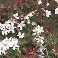 Close-up of a Myoporum 'Purple' 6" Pot, showcasing numerous small white flowers and dark green leaves.