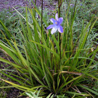 A Orthrosanthus 'Morning Iris/Flag' 6" Pot flower in a garden.