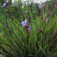 Patersonia 'Purple Flag/Native Iris' 6" Pot flowers are growing in a grassy area.