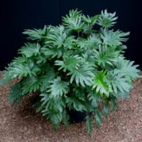 Philodendron 'Xanadu'