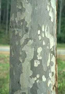 Corymbia 'Spotted Gum' - Image 2