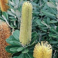 Yellow and orange Banksia 'Roller Coaster' flowers amid green leaves.