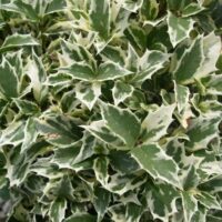 A Osmanthus 'Holly' Variegated 6" Pot with white and green leaves.