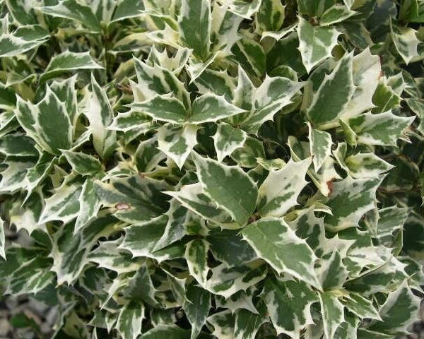 A Osmanthus 'Holly' Variegated 6" Pot with white and green leaves.