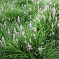 A field of Liriope muscari 'Isabella®' 6" Pot-colored flowers in the grass.