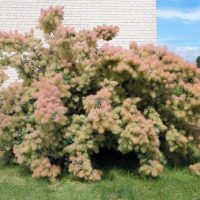 cotinus coggygria smoke bush shrub stunning fluffy flowers young lady shrub