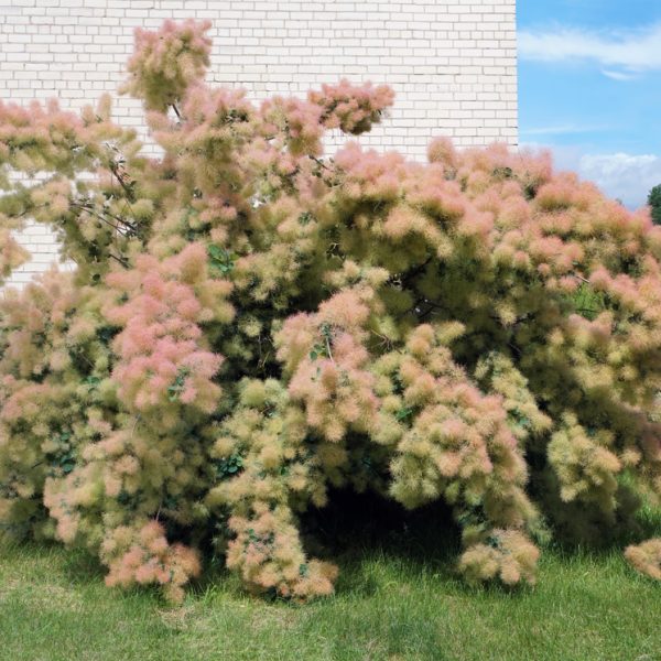 cotinus coggygria smoke bush shrub stunning fluffy flowers young lady shrub