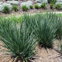 A group of Dianella 'Little Rev™' Flax Lily 6" Pot plants in a garden.
