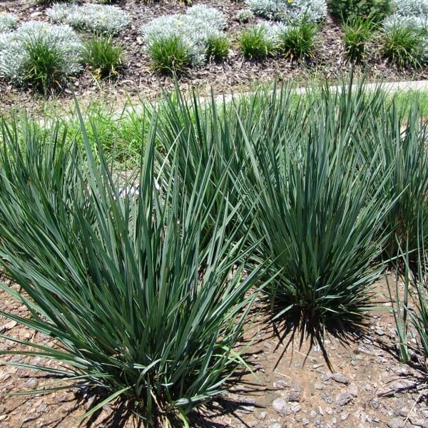 A group of Dianella 'Little Rev™' Flax Lily 6" Pot plants in a garden.