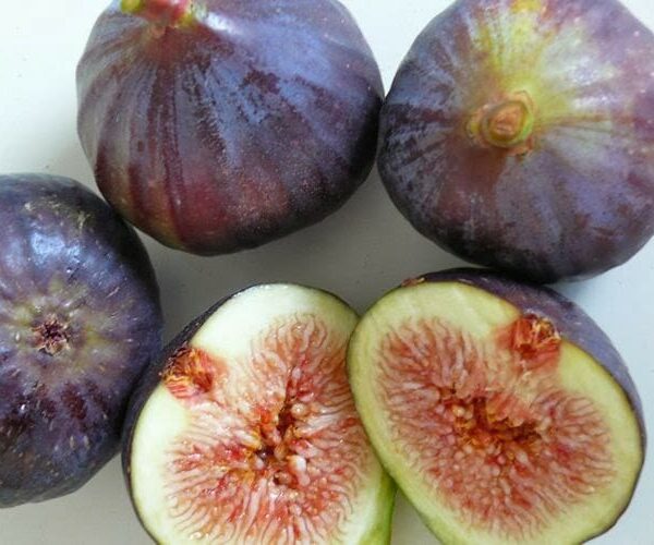 Ficus 'Black Genoa' Fig Tree 2L are cut in half and placed on a white surface.