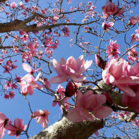 A Magnolia 'Campbellii' 12" Pot with pink flowers against a blue sky.