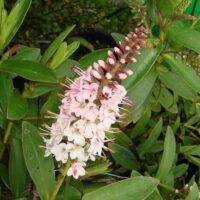 Close-up of a Hebe 'Temptation' flower cluster, with white and pink blooms nestled in lush green leaves, perfect for brightening any garden when planted in a 6" pot.