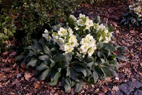 A cluster of blooming Helleborus 'Ice Breaker Max' Hellebore 7" Pot surrounded by dark green foliage and fallen leaves on the ground.