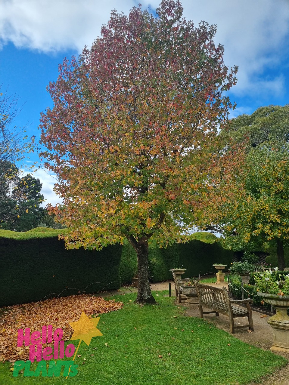 Liquidambar 'Sweetgum' - Image 5