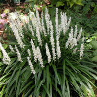 A Liriope 'Monroe White' 6" Pot with white flowers in the middle of a garden.